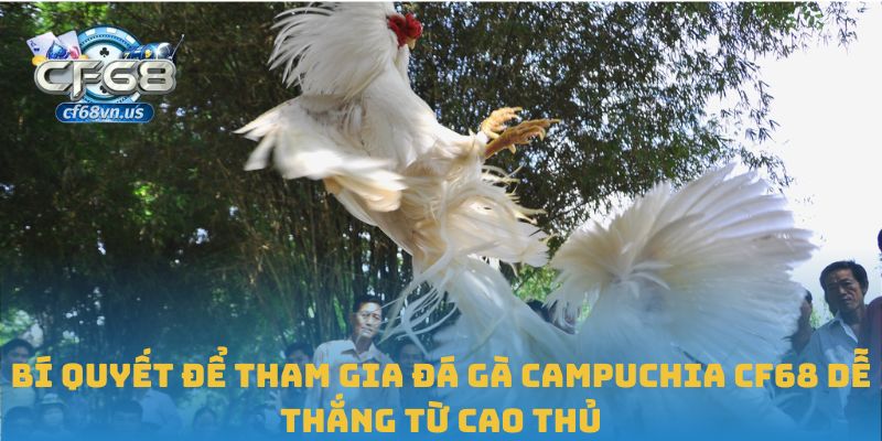 Đá Gà Campuchia – Trải Nghiệm Hồi Hộp Chiến Đấu Tại CF68 3 Bí quyết để tham gia đá gà Campuchia CF68 dễ thắng từ cao thủ