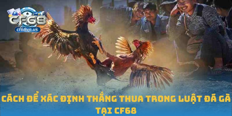 Luật Đá Gà: Cẩm Nang Không Thể Thiếu Cho Người Chơi Tại CF68 2 Cách để xác định thắng thua trong luật đá gà tại CF68