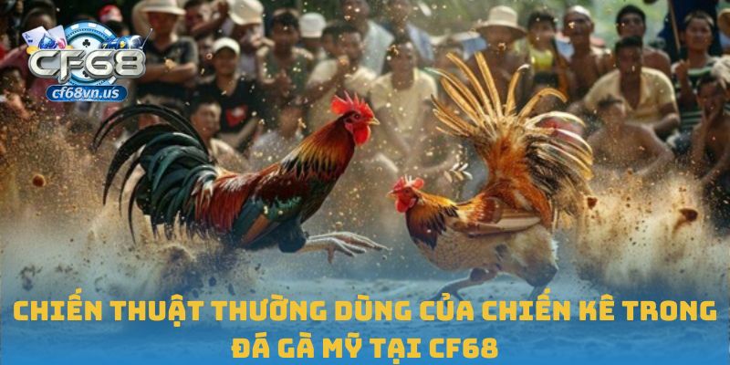 Đá Gà Mỹ: Tốc Độ Và Kỹ Thuật Thi Đấu Đỉnh Cao Tại CF68 3 Chiến thuật thường dùng của chiến kê trong đá gà Mỹ tại CF68