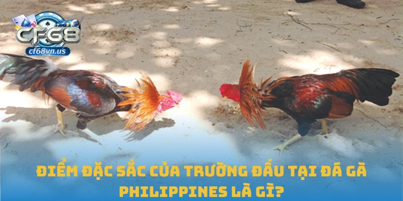 Đá Gà Philippines – Sân Chơi Thực Chiến Đỉnh Cao Tại CF68 1 Điểm đặc sắc của trường đấu tại đá gà Philippines là gì?