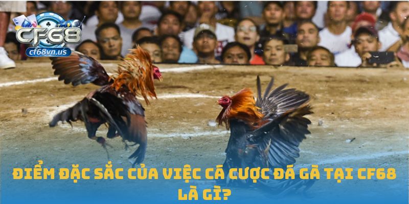 Cá Cược Đá Gà CF68: Cuộc Chơi Hấp Dẫn Cho Người Đam Mê 3 Điểm đặc sắc của việc cá cược đá gà tại CF68 là gì?