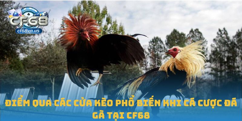 Cá Cược Đá Gà CF68: Cuộc Chơi Hấp Dẫn Cho Người Đam Mê 1 Điểm qua các cửa kèo phổ biến khi cá cược đá gà tại CF68