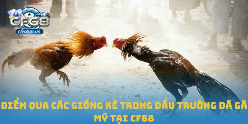 Đá Gà Mỹ: Tốc Độ Và Kỹ Thuật Thi Đấu Đỉnh Cao Tại CF68 2 Điểm qua các giống kê trong đấu trường đá gà Mỹ tại CF68