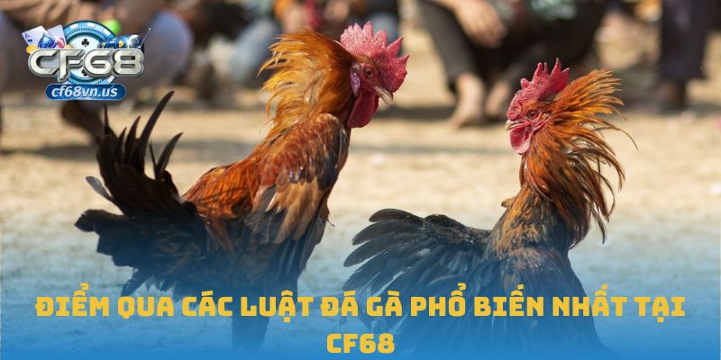 Luật Đá Gà: Cẩm Nang Không Thể Thiếu Cho Người Chơi Tại CF68 1 Điểm qua các luật đá gà phổ biến nhất tại CF68
