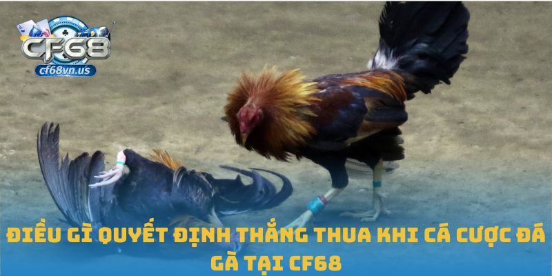 Cá Cược Đá Gà CF68: Cuộc Chơi Hấp Dẫn Cho Người Đam Mê 2 Điều gì quyết định thắng thua khi cá cược đá gà tại CF68