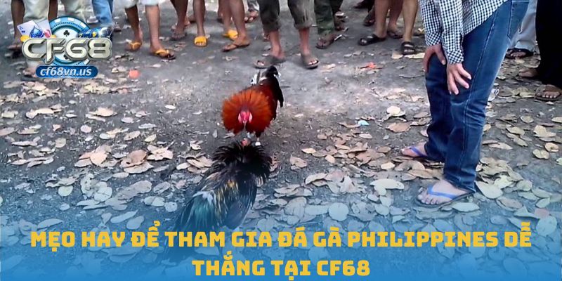 Đá Gà Philippines – Sân Chơi Thực Chiến Đỉnh Cao Tại CF68 2 Mẹo hay để tham gia đá gà Philippines dễ thắng tại CF68