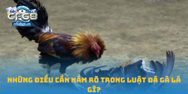 Luật Đá Gà: Cẩm Nang Không Thể Thiếu Cho Người Chơi Tại CF68 3 Những điều cần nắm rõ trong luật đá gà là gì?