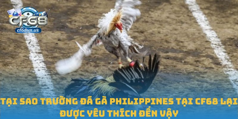 Đá Gà Philippines – Sân Chơi Thực Chiến Đỉnh Cao Tại CF68 3 Tại sao trường đá gà Philippines tại CF68 lại được yêu thích đến vậy