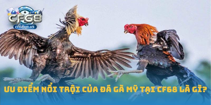 Đá Gà Mỹ: Tốc Độ Và Kỹ Thuật Thi Đấu Đỉnh Cao Tại CF68 1 Ưu điểm nổi trội của đá gà Mỹ tại CF68 là gì?